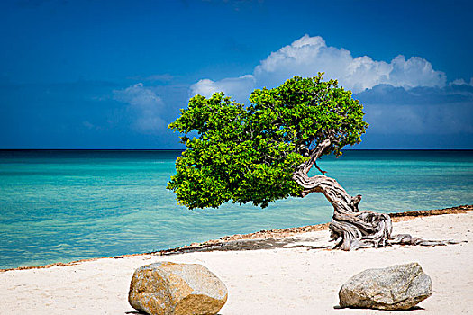 风化,树,海滩,阿鲁巴,西印度群岛