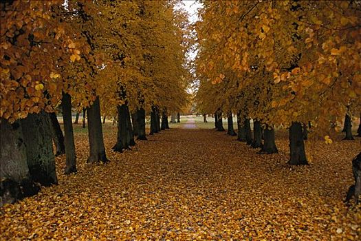 树,地面,遮盖,秋叶