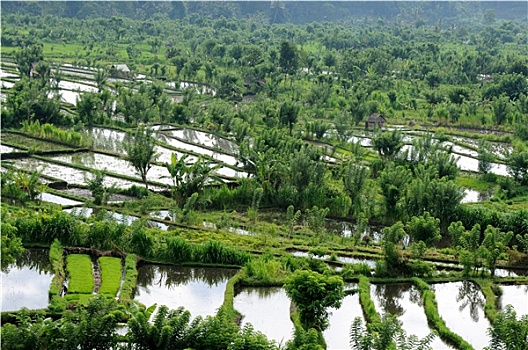 梯田,稻田