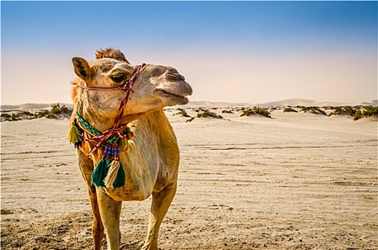 骆驼,站立,沙漠,看别处