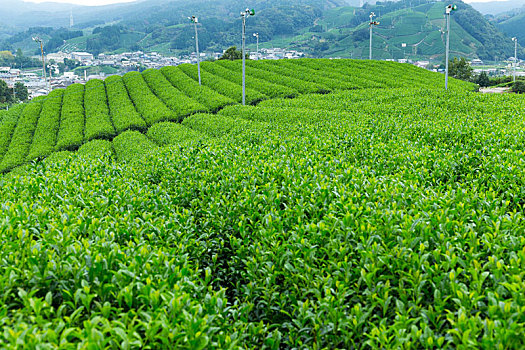 绿茶,地点