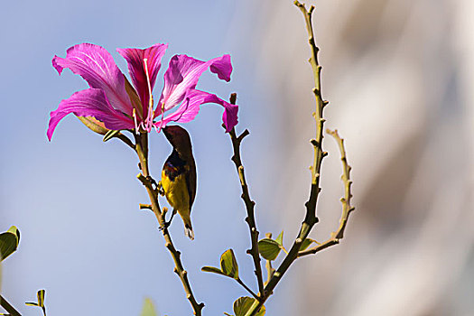 花蜜鸟