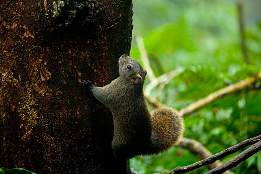 森林里树上毛茸茸可爱的松鼠