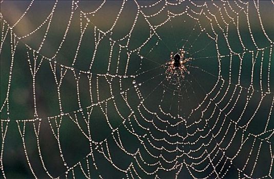 园蛛,十字园蛛,蜘蛛网,网络,德国,欧洲,蜘蛛类