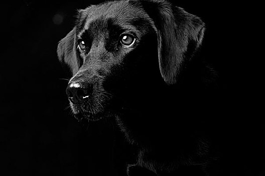 棚拍,肖像,狗,隔绝,黑色背景