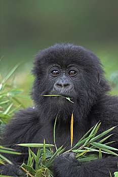 山地大猩猩,幼兽,大猩猩,喂食,竹林,卢旺达,特写