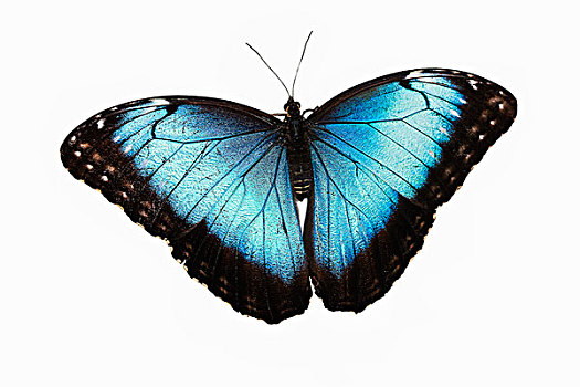 蓝色大闪蝶,南美大闪蝶,蝴蝶,翼,白色背景