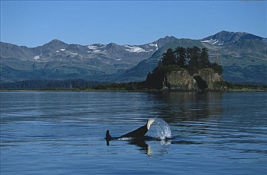 逆戟鲸,尾部,拍击,威廉王子湾,阿拉斯加