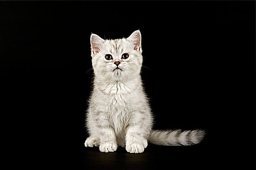 猫,小猫,8星期大,毛皮,彩色,银,遮蔽,暗色,笔直,毛发