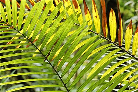 叶子,棕榈树,哥斯达黎加
