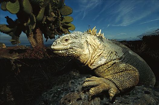 加拉帕戈斯,陆地,鬣蜥蜴,加拉巴哥陆鬣蜥,特写,岩石上,加拉帕戈斯群岛,厄瓜多尔