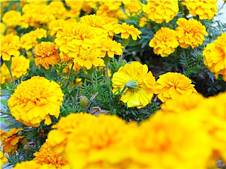 黄花,花园,万寿菊