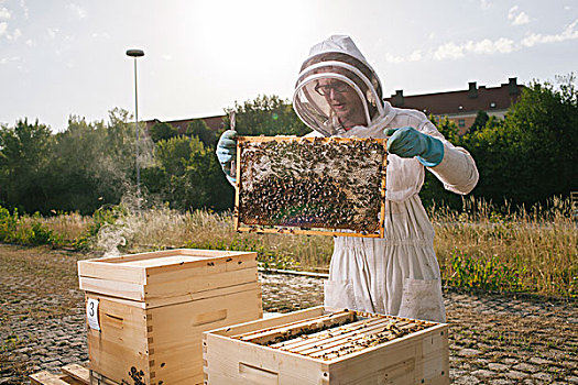 传统养蜂图片 农家养蜂图高清