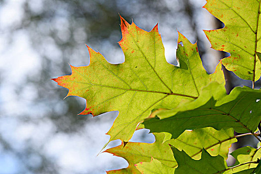 特写,北方红栎,冠军,橡树,北美红栎,叶子,树林,秋天,普拉蒂纳特,巴伐利亚,德国
