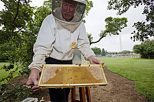 蜜蜂,意大利蜂,蜂窝,白宫,华盛顿特区