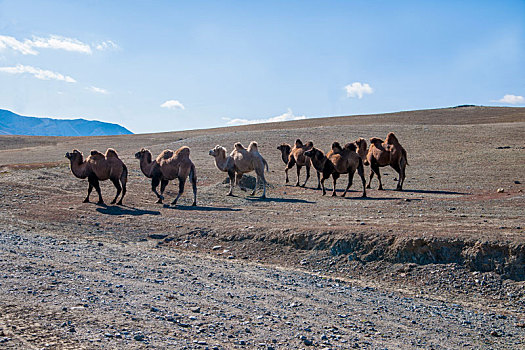 新疆通往可可托海的s226线省道旁骆驼群