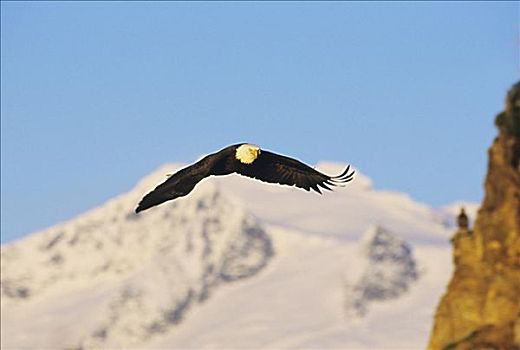 阿拉斯加,白头鹰,海雕属,雕,飞行,积雪,山峦,背景