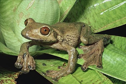 树蛙,脚,滑行,哥斯达黎加