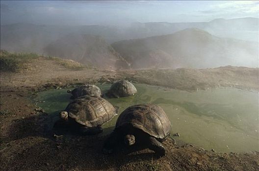 加拉帕戈斯巨龟,加拉帕戈斯象龟,群,打滚,季节,水塘,火山口,边缘,阿尔斯多火山,伊莎贝拉岛,加拉帕戈斯群岛,厄瓜多尔