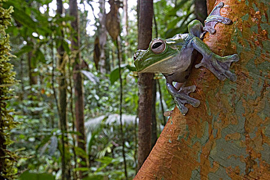 树蛙,物种,巴布亚新几内亚
