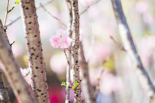 腊梅,梅花,户外