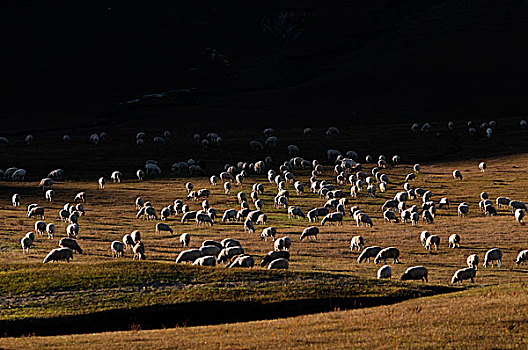 山坡上的羊群