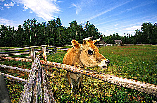 奶牛,乡村,新布兰斯维克,加拿大