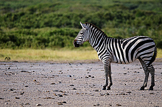 肯尼亚,安伯塞利国家公园,孤单,斑马