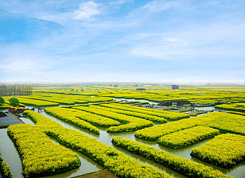 江苏省泰州市兴化市千垛景区垛田上的油菜花