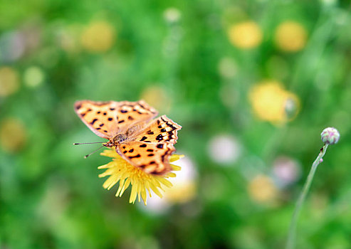 在奶油般花朵上面的蝴蝶