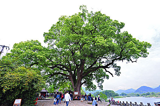 浙江省丽水市莲都区,古堰画乡