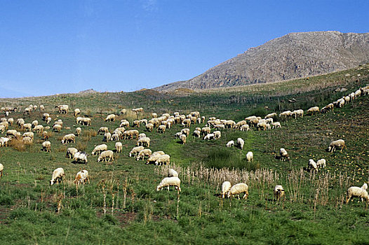 意大利,西西里,靠近,绵羊,放牧