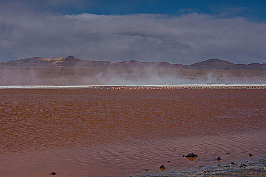玻利维亚乌尤尼盐湖红湖火烈鸟
