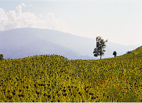 高草,花,尼泊尔