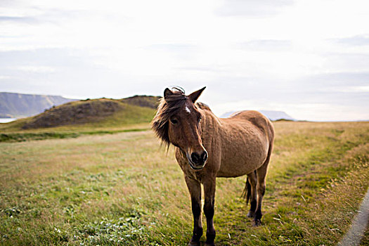 马,地点,风景,看镜头,冰岛