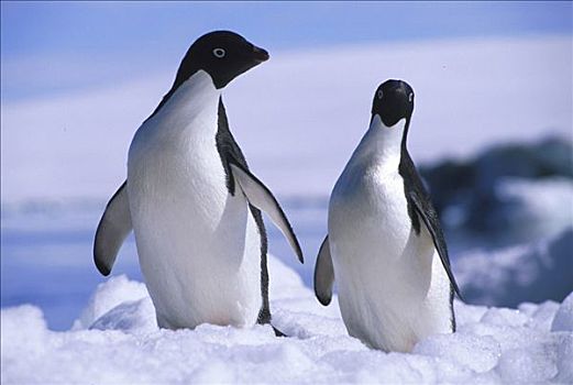 阿德利企鹅,南极,冬季,肖像