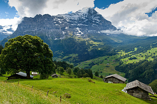 夏天,瑞士,山,伯尔尼阿尔卑斯山