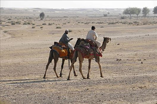 骆驼,骑手,靠近,斋沙默尔,拉贾斯坦邦,北印度,亚洲