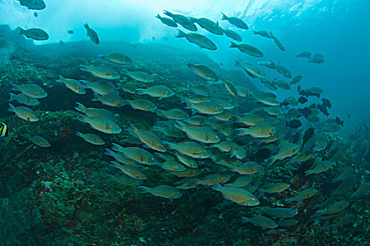 大,鱼群,幼小,鹦嘴鱼,深潜,斯米兰群岛,水下,公园,泰国