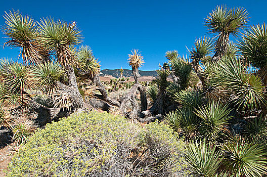 仙人掌,植物,莫哈维沙漠,加利福尼亚,美国