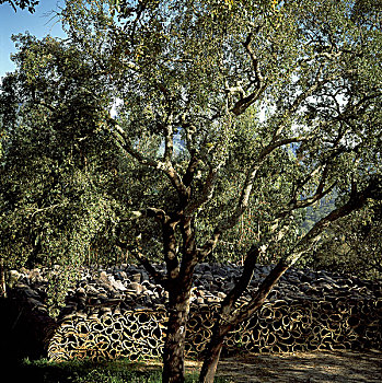 葡萄牙,栓皮栎,树,堆积,树皮