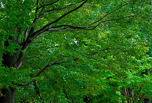 日本东京,三鹰之森吉卜力美术馆,公园里的枫树