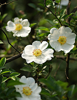 白花黄蕊图片_白花黄蕊图片大全_白花黄蕊图片素材