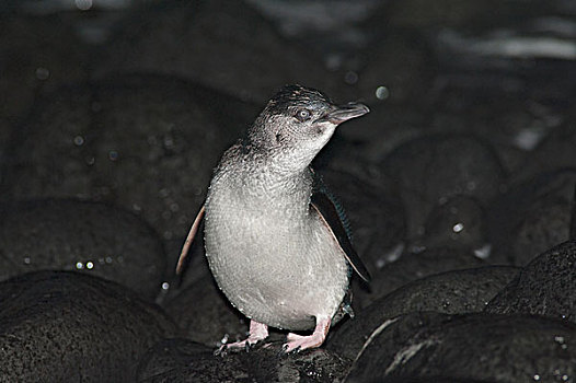 小蓝企鹅,陆地,夜晚,喂食,旅游,海上,菲利普岛,澳大利亚