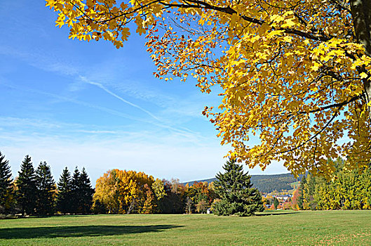 秋季,风景,树