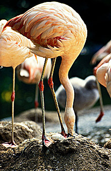 智利红鹤,成年,巢穴,照顾,蛋