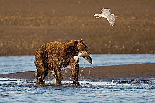 美国,阿拉斯加,棕熊,新鲜,抓住,三文鱼,银鲑,溪流,湖,国家公园