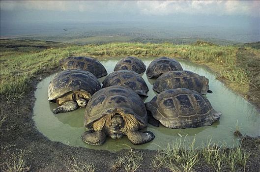 加拉帕戈斯巨龟,加拉帕戈斯象龟,群,打滚,季节,水塘,火山口,边缘,阿尔斯多火山,伊莎贝拉岛,加拉帕戈斯群岛,厄瓜多尔