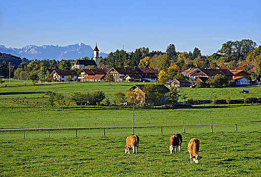 母牛,放牧,草地,靠近,楚格峰,高山,山麓,上巴伐利亚,巴伐利亚,德国,欧洲