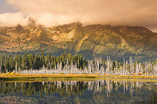 山,枯木,反射,太浩湖,加利福尼亚